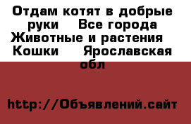 Отдам котят в добрые руки. - Все города Животные и растения » Кошки   . Ярославская обл.